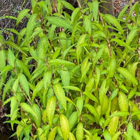Vietnamese Cilantro seeds for growing leafy herbs in patios and home gardens.