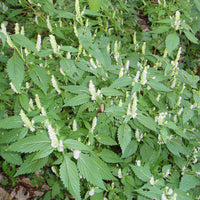 Vietnamese Mint moisture-loving ornamental herb