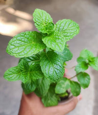 Young Vietnamese Mint Seedlings Growing Indoors