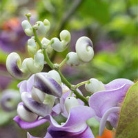 Vigna caracalla Corkscrew Vine growing as a flowering garden vine