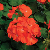 Orange Geranium Flower Garden Seeds Flower seeds for Planting - Sun Loving, Heirloom & GMO Free Seeds for Home Garden