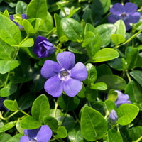 Vinca Minor flower seeds for planting in home gardens and borders.