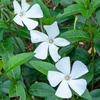 Vinca Minor ornamental flower seeds for raised beds and landscape gardens.