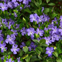 Vinca Minor Periwinkle seeds for planting in shade gardens and home landscapes.