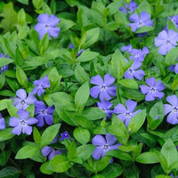Evergreen Vinca Minor ground cover seeds suitable for borders and containers.