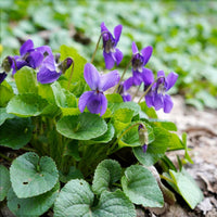 Viola odorata flower seeds for perennial shade gardens and ornamental landscapes.