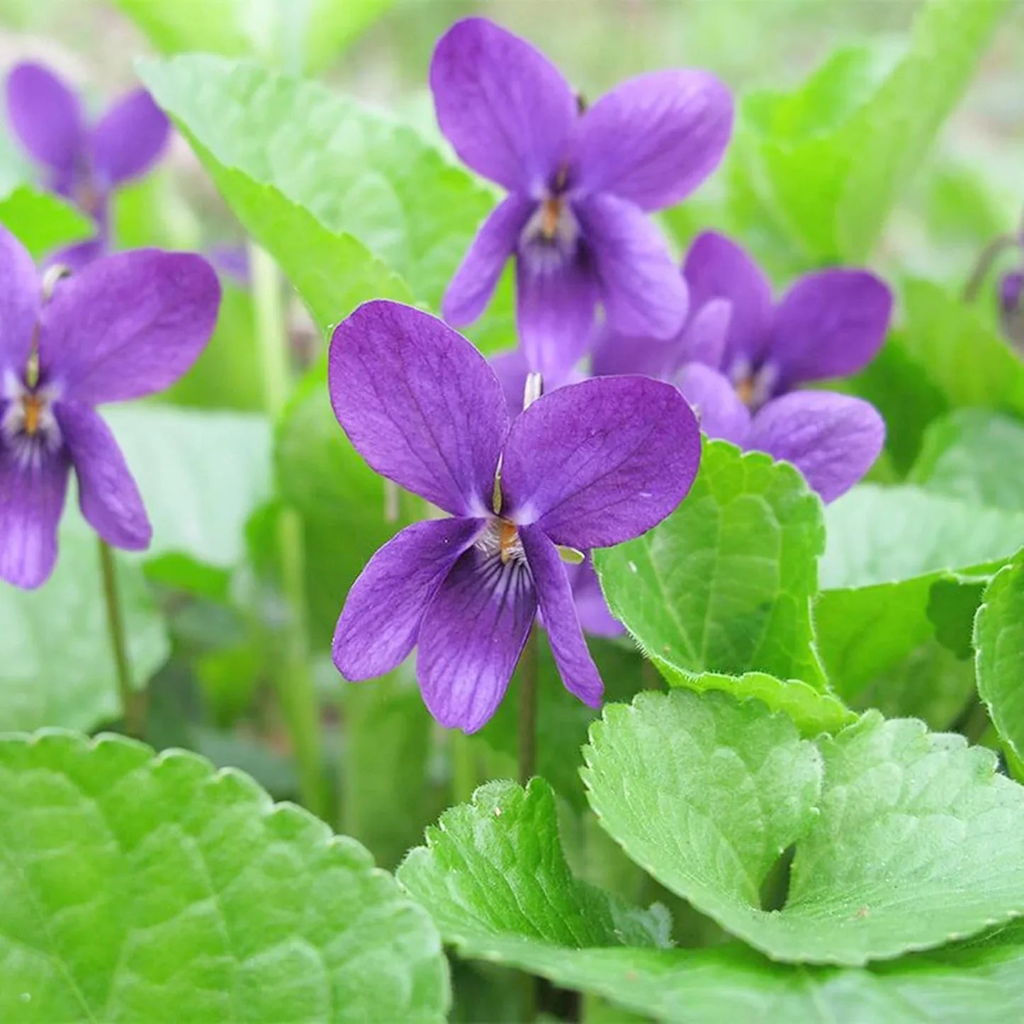 Viola odorata 'Queen Charlotte' flower seeds for planting in home gardens.