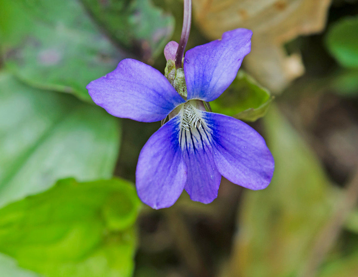 Viola sororia Flower seeds for Planting - Compact Growth, Heirloom & GMO Free Seeds for Home Garden
 
 Sale seeds for home garden