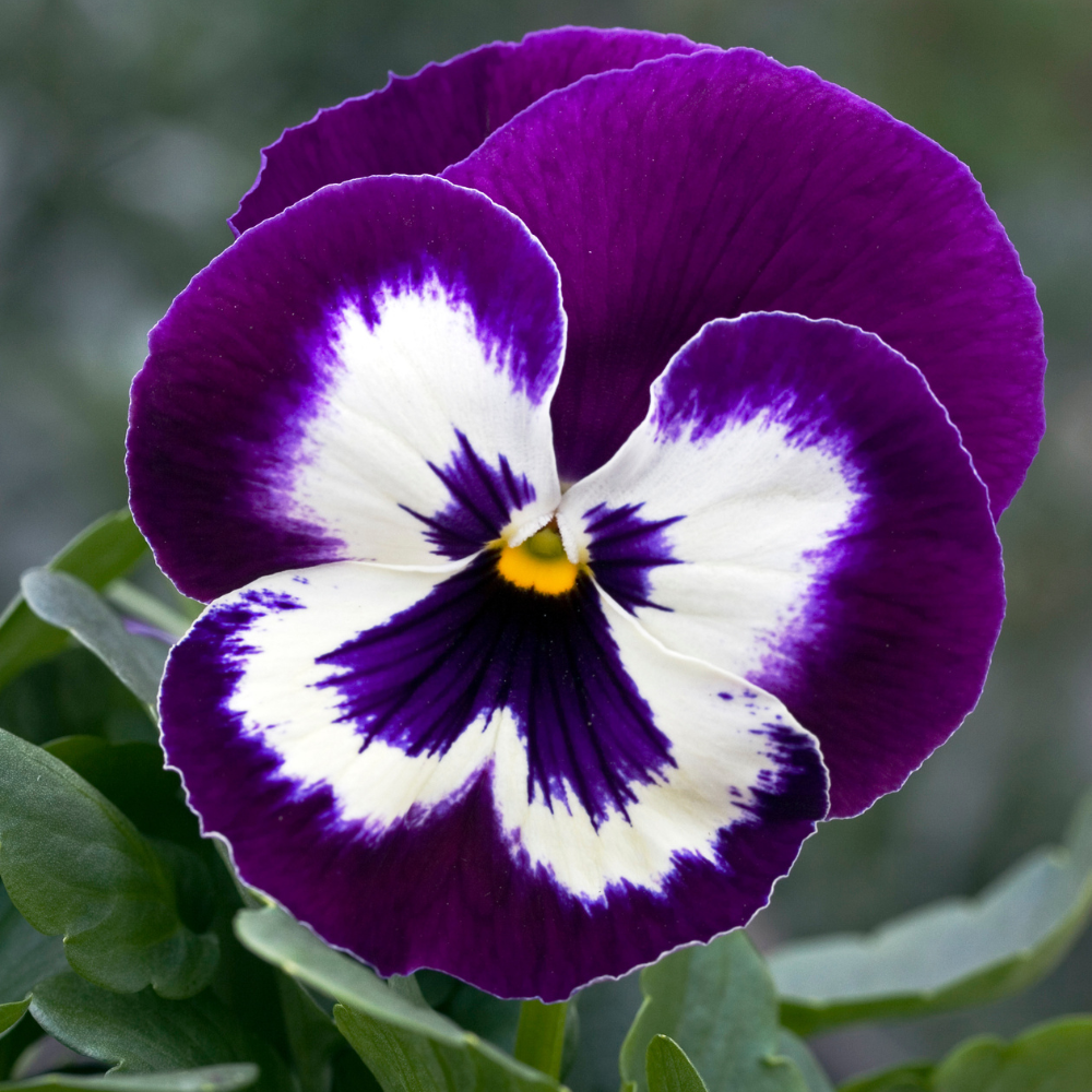 Viola Pansy Flower Seeds for Planting