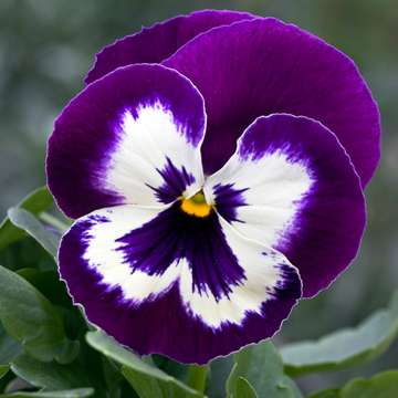 Viola Pansy Flower Seeds for Planting