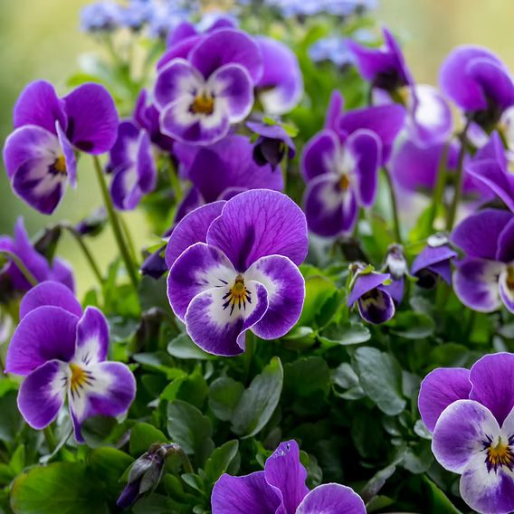 Viola Pansy Garden Flower Seeds