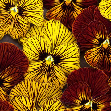 Tiger Eye Flower seeds for Planting Cottage Garden Essential Heirloom & GMO Free Seeds for Home Garden 
 
 Sale