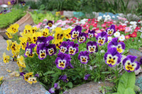 Viola Tricolor Flower seeds for Planting Shade Tolerant Heirloom & GMO Free Seeds for Home Garden