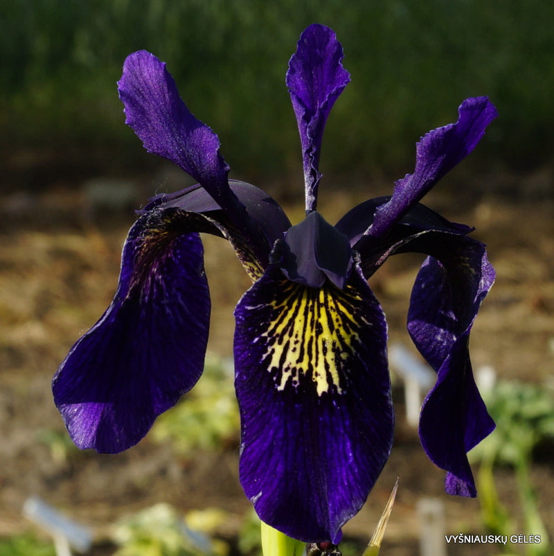 Violet Bulleyana Flower Seeds for Vibrant Garden Blooms