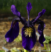 Violet Bulleyana Flower Seeds for Vibrant Garden Blooms