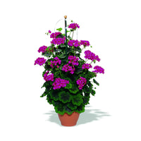 Violet Climbing Geranium Flower Seeds for Vibrant Garden Planting