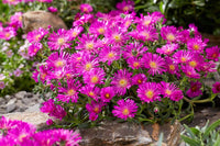 Violet Delosperma Flowering Seeds for Planting