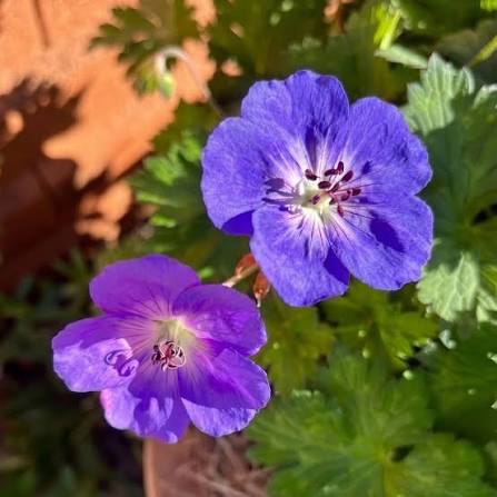 Geranium 'Rozanne' flower seeds for planting in home gardens and borders.