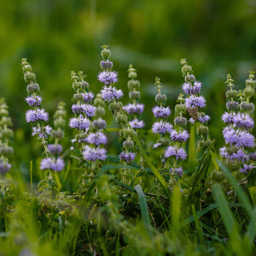 Violet Pennyroyal Flower Seeds for Planting