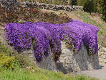 Violet Rock Cress Seeds for Planting