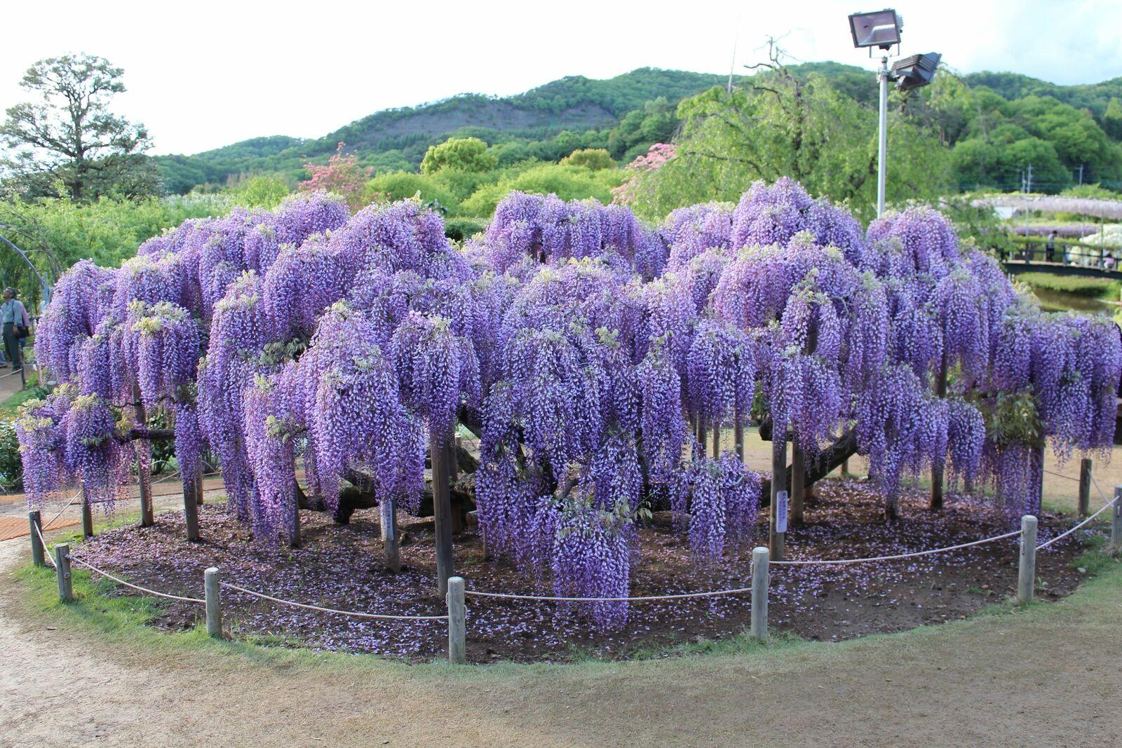 Violet Wisteria Growing on Trellis – Wisteria Tree Seeds for Sale