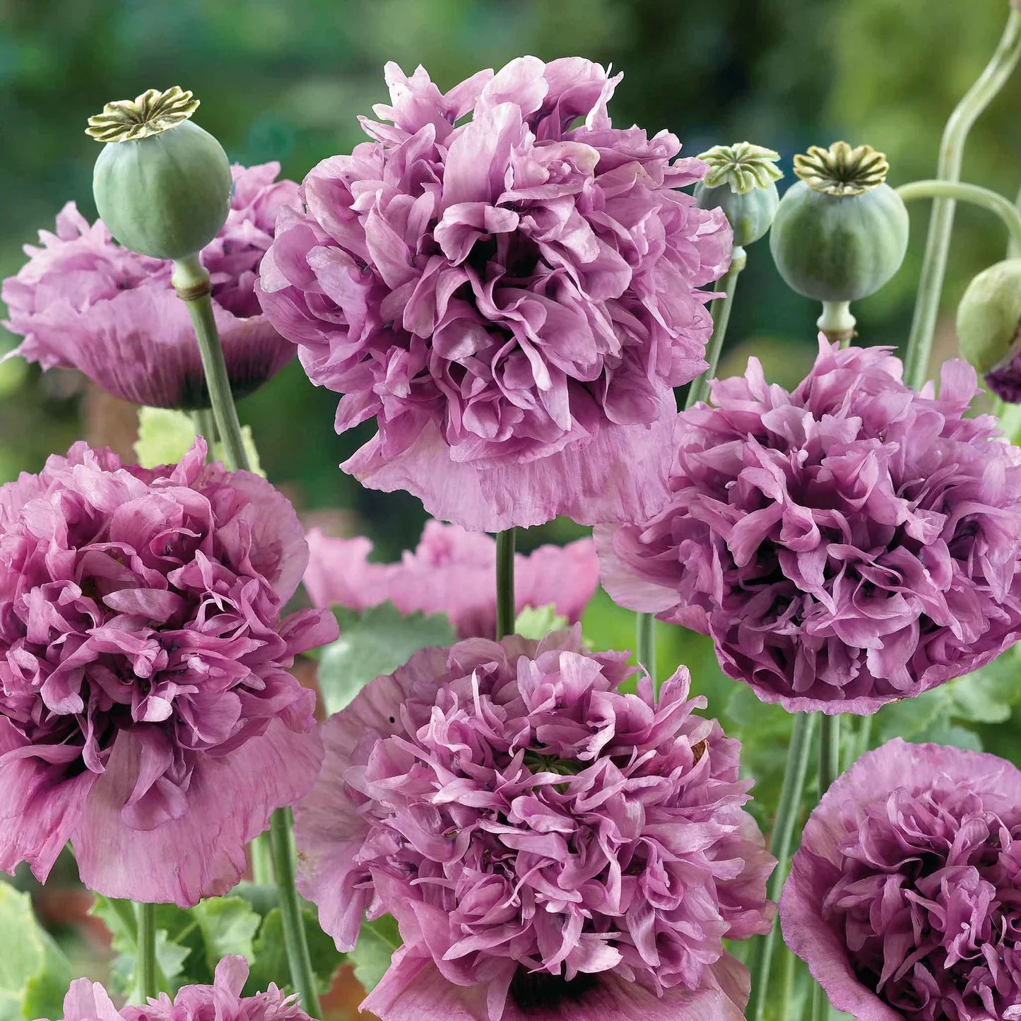 Violetta Blush Poppy Flowers Growing in Garden