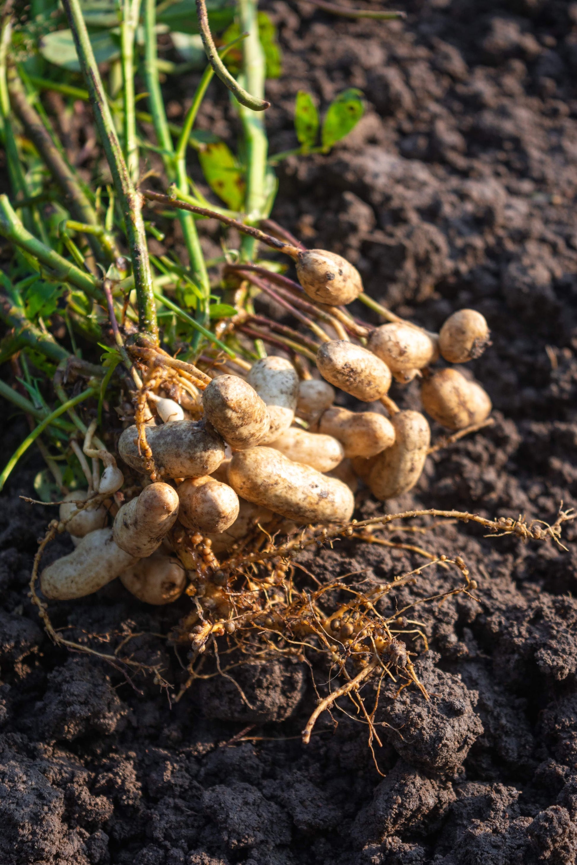 Virginia Jumbo Peanut seeds for planting in home gardens and raised beds.