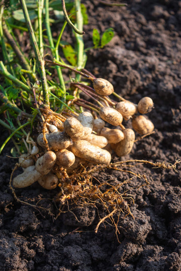 Virginia Jumbo Peanut seeds for planting in home gardens and raised beds.