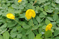 Virginia Jumbo peanut seeds for planting in home gardens