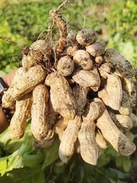 Virginia Jumbo Peanut seeds for growing in backyard vegetable gardens.