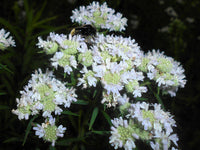 Virginia Mint seeds Pycnanthemum virginianum producing native mountainmint plants