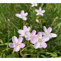 Virginia Spring Beauty flowers blooming in a shaded woodland garden.