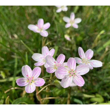 Virginia Spring Beauty flowers blooming in a shaded woodland garden.