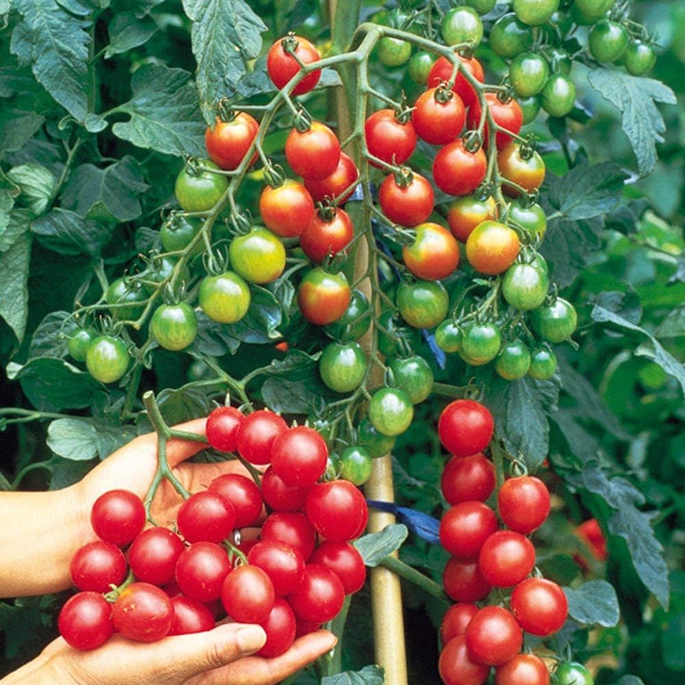 Vishenka cherry tomato plant growing in garden