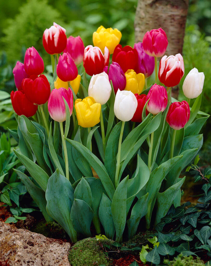 Multi-Color Tulip Seeds for Planting Essentials