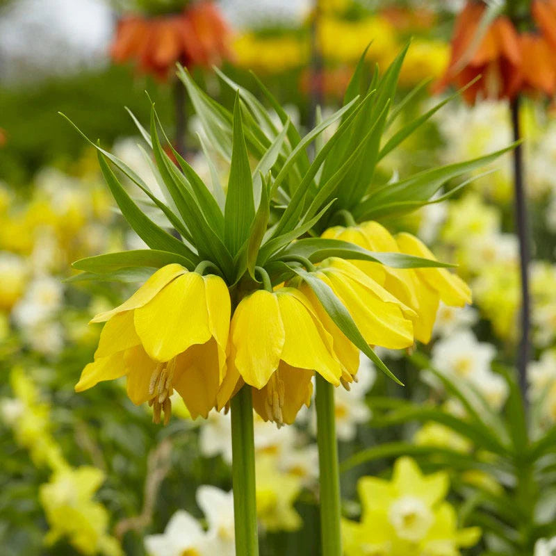 Yellow Fritillaria Imperialis Flower seeds for Planting Premium Quality Heirloom & GMO Free Seeds for Home Garden 
 
 Sale
