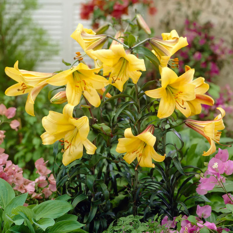 Yellow Hippeastrum Flower seeds for Planting Drought Tolerant Heirloom & GMO Free Seeds for Home Garden