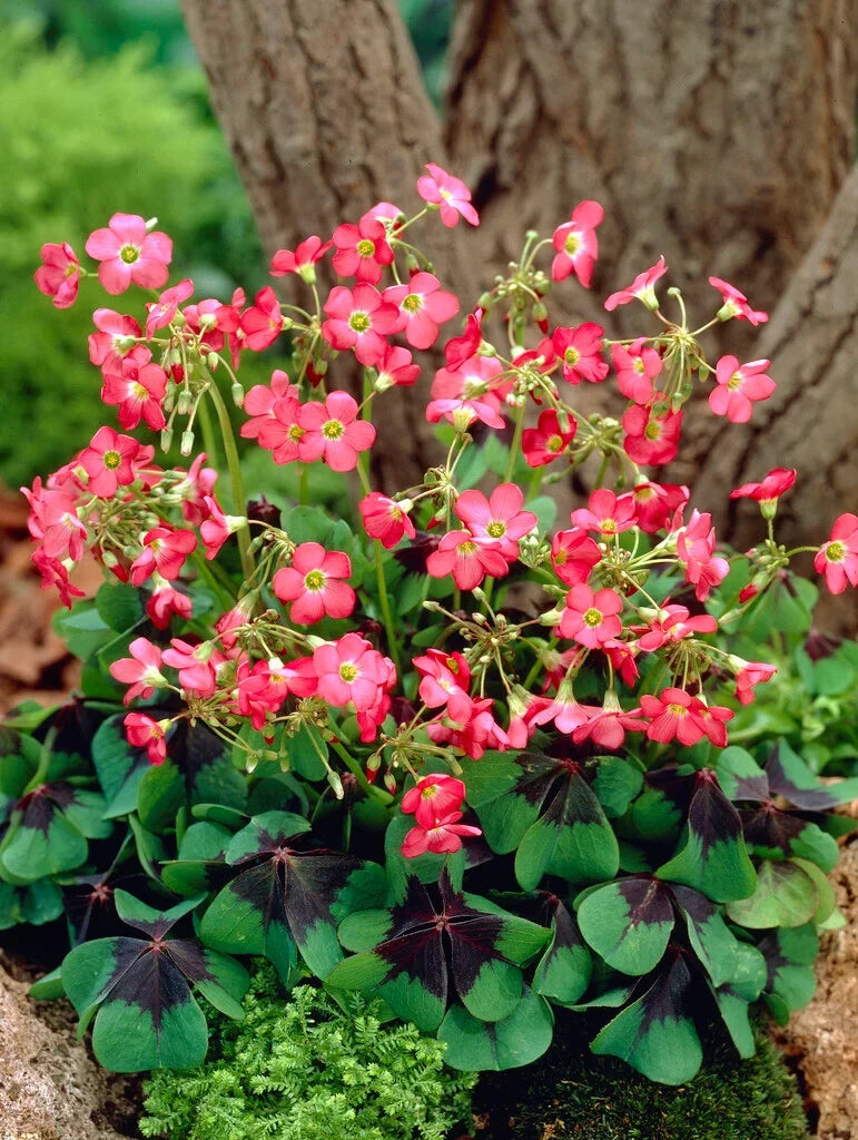 Iron Cross Oxalis Bulbs for Garden Beds, Borders, Containers & Outdoor Landscapes