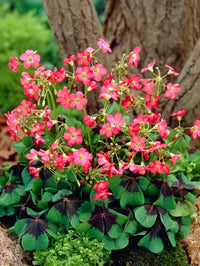 Iron Cross Oxalis Bulbs for Garden Beds, Borders, Containers & Outdoor Landscapes