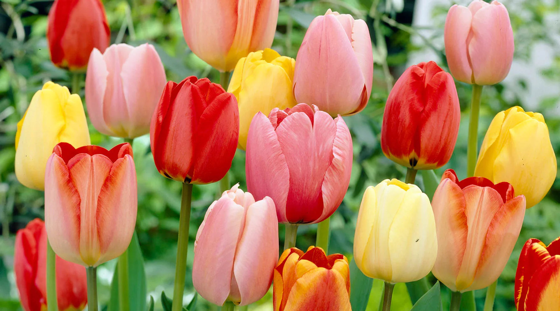 Assorted Tulip blooms displaying different colors in an ornamental garden.

