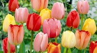 Assorted Tulip blooms displaying different colors in an ornamental garden.

