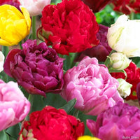 Stunning Peony Bulbs Mix – Elegant Colorful Garden Planting