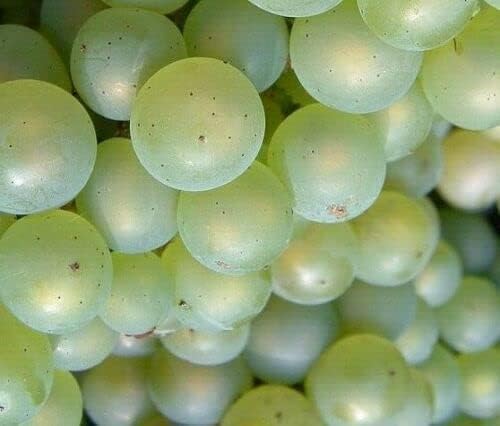 Niagara grape vine growing on trellis