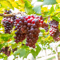 Vitis vinifera fruit seeds suitable for trellises, raised beds, and garden borders.