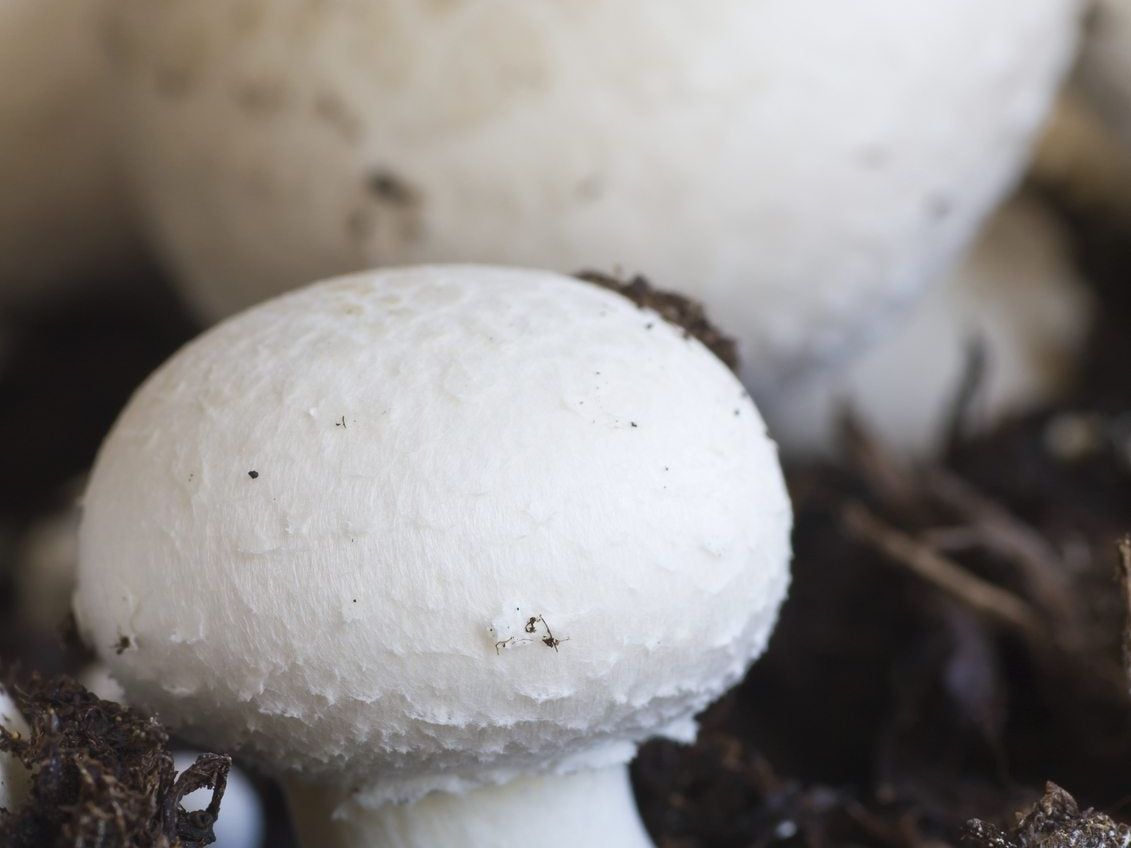 White Button Mushroom Growing Kit with Gourmet Vegetable Garden Collection for Home Cultivation