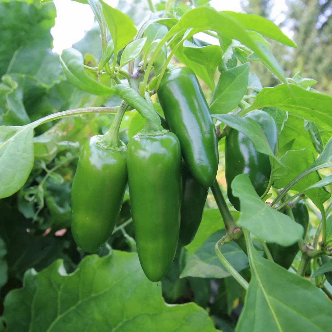 Jalapeño Hot Pepper Seeds for Planting – Heirloom Non-GMO Capsicum annuum Vegetable Seeds for Home Gardens & Containers