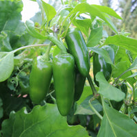 Jalapeño Hot Pepper Seeds for Planting – Heirloom Non-GMO Capsicum annuum Vegetable Seeds for Home Gardens & Containers