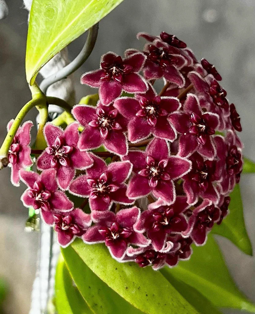 Red Carnosa Flower Seeds Flower seeds for Planting Wildflower Mix Heirloom & GMO Free Seeds for Home Garden
