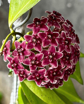 Red Carnosa Flower Seeds Flower seeds for Planting Wildflower Mix Heirloom & GMO Free Seeds for Home Garden 
 
 Sale for planting in home garden