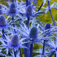 Blue Eryginum Flower seeds for Planting Long Bloom Season Heirloom & GMO Free Seeds for Home Garden
 
 Sale